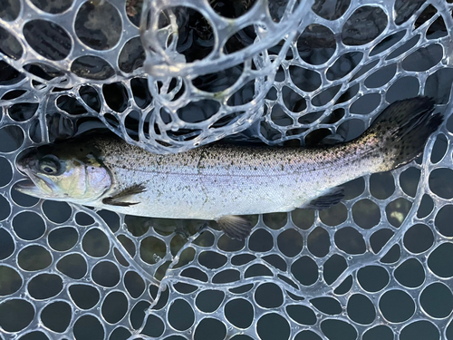 ニジマスの釣果