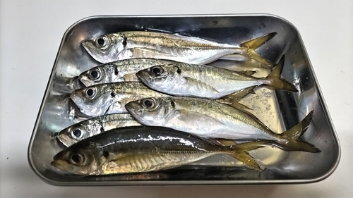 アジの釣果