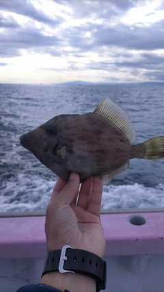 カワハギの釣果