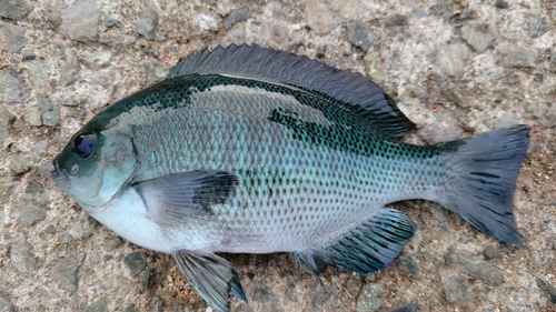 クチブトグレの釣果