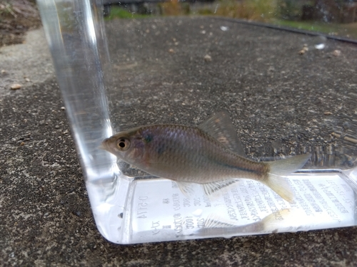 タナゴの釣果