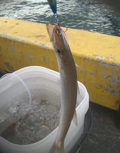 カマスの釣果