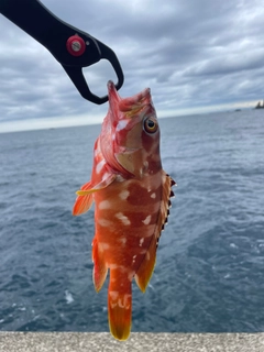 アカハタの釣果