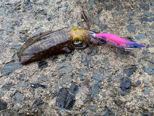 アオリイカの釣果