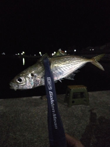 マアジの釣果