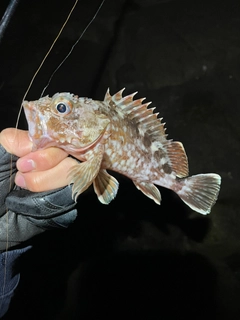 ガシラの釣果