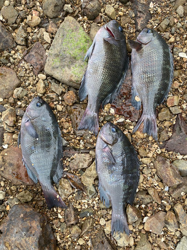 グレの釣果