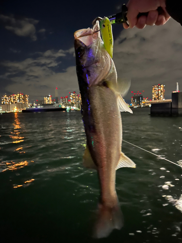 スズキの釣果