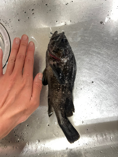 クロソイの釣果