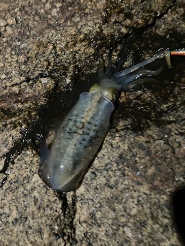アオリイカの釣果