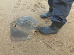 アカエイの釣果