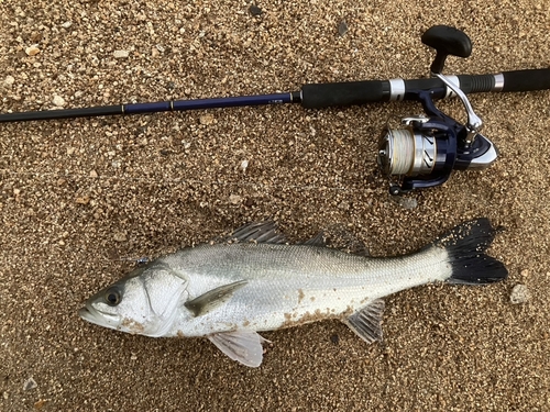 ハネ（マルスズキ）の釣果