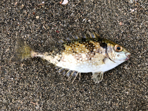 アイゴの釣果