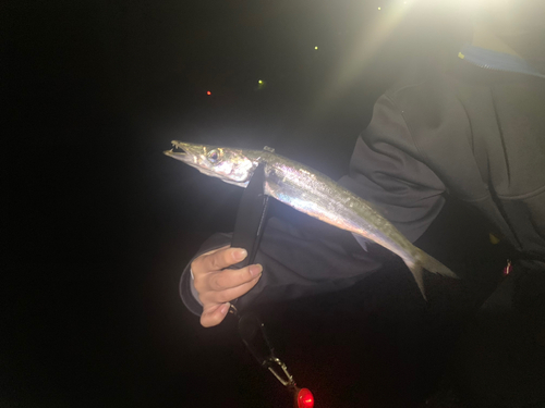 カマスの釣果