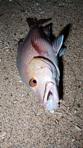 バラフエダイの釣果