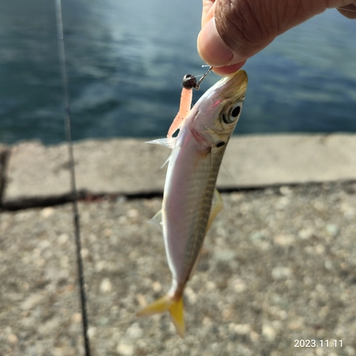 アジの釣果