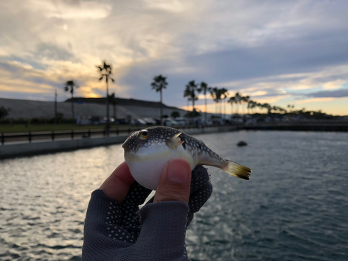 フグの釣果