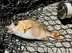 チャリコの釣果