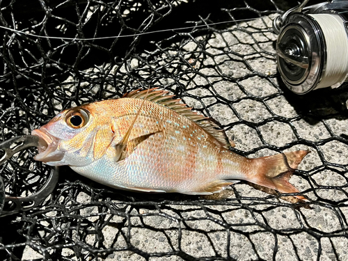 チャリコの釣果