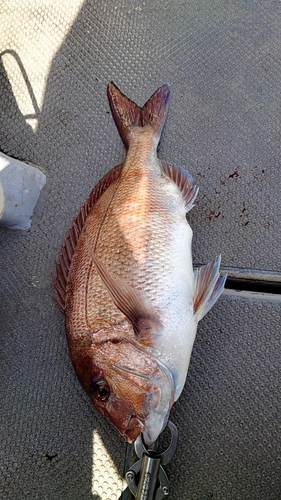 マダイの釣果