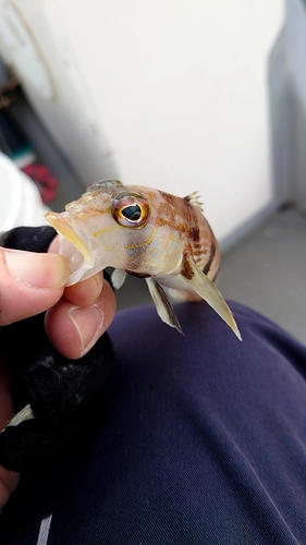 トラハゼの釣果