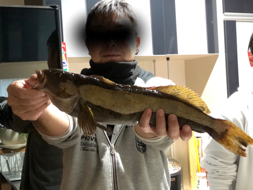 アイナメの釣果