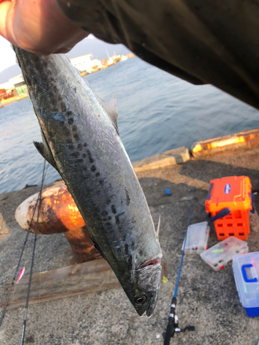 サゴシの釣果