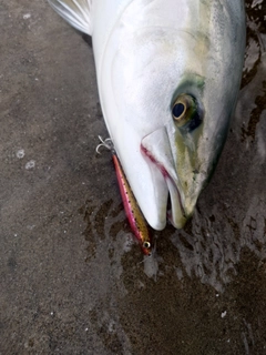 ブリの釣果