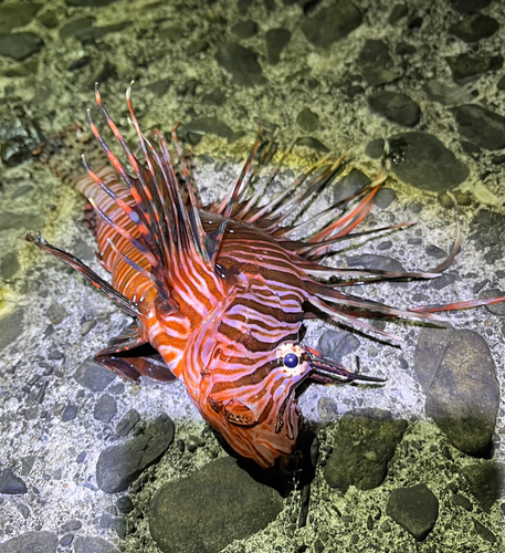 ハナミノカサゴの釣果