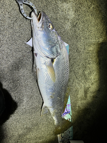 オオニベの釣果