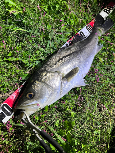 スズキの釣果