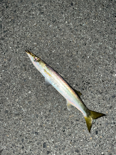 カマスの釣果