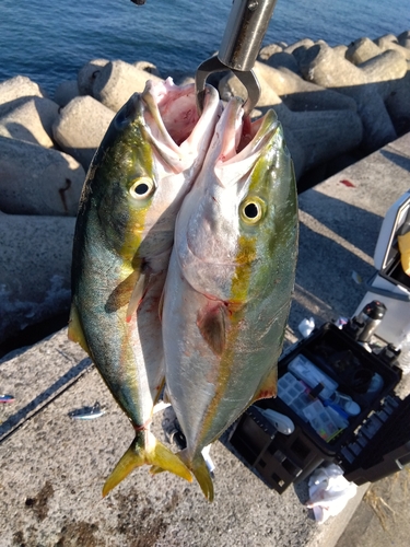 ハマチの釣果