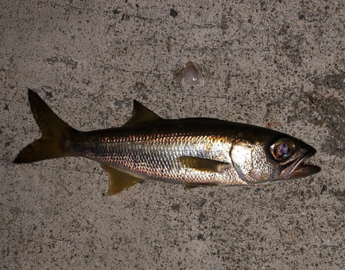 クロムツの釣果