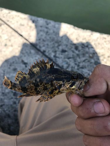 タケノコメバルの釣果