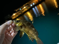 メバルの釣果