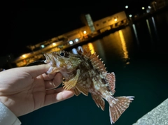 カサゴの釣果