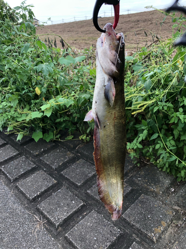 ニホンナマズの釣果