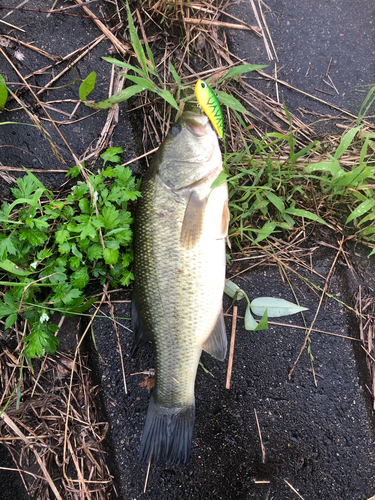 ブラックバスの釣果