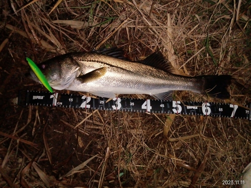 シーバスの釣果