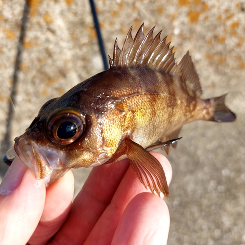 メバルの釣果