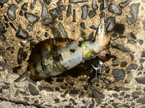 アオリイカの釣果