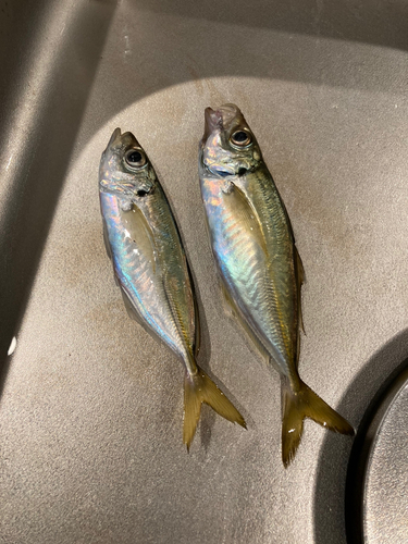 アジの釣果