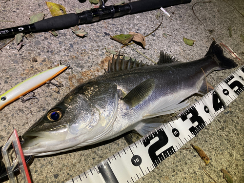 シーバスの釣果