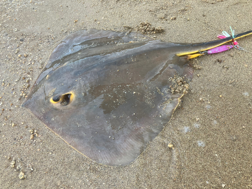 アカエイの釣果