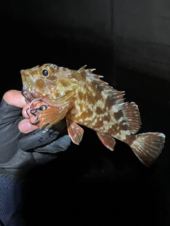 ガシラの釣果