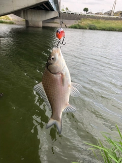 ヘラブナの釣果