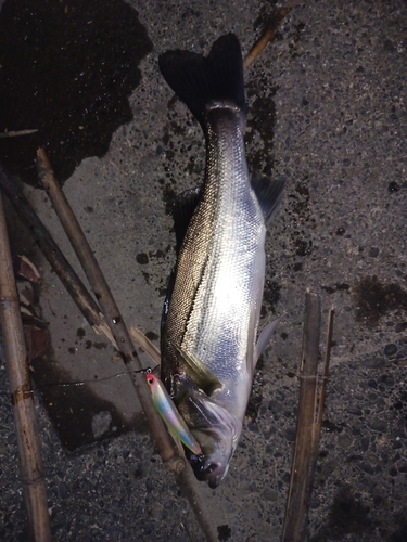 セイゴ（マルスズキ）の釣果