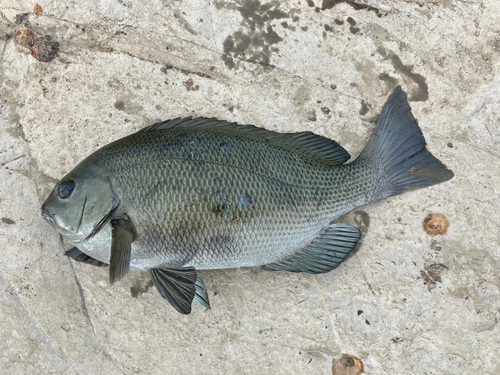 メジナの釣果