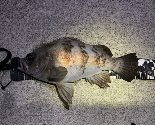 メバルの釣果